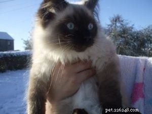 Meet Shadow: The Seal‑Point Ragdoll Cat Featured This Week
