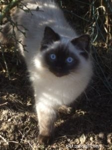 Meet Shadow: The Seal‑Point Ragdoll Cat Featured This Week