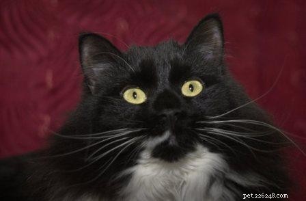 Francie Sabrina: A Distinctive Ragdoll-Inspired Cat with Green Eyes
