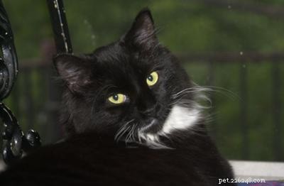 Francie Sabrina: A Distinctive Ragdoll-Inspired Cat with Green Eyes