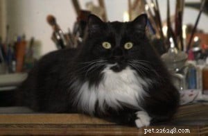 Francie Sabrina: A Distinctive Ragdoll-Inspired Cat with Green Eyes