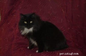 Francie Sabrina: A Distinctive Ragdoll-Inspired Cat with Green Eyes
