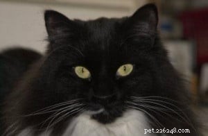 Francie Sabrina: A Distinctive Ragdoll-Inspired Cat with Green Eyes