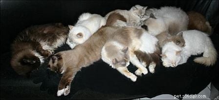 Ragdoll Cat Care & Health Guide – Floppycats