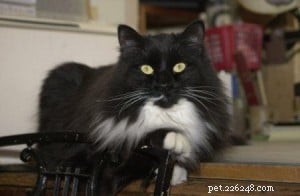 Francie Sabrina: A Distinctive Ragdoll-Inspired Cat with Green Eyes