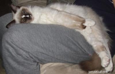 Adding a Ragdoll Cat to Our Family: A Heartfelt Journey