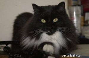 Francie Sabrina: A Distinctive Ragdoll-Inspired Cat with Green Eyes