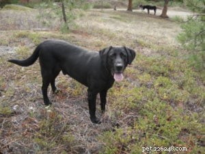 Expert Insights: Interview with Seattle Pet Communicator Debbie Vaughn