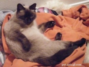 Manny – Spotlight on a Charming Ragdoll Cat