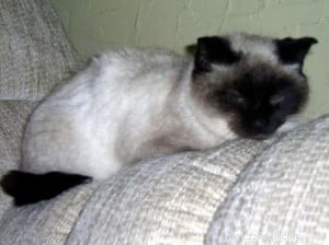 Manny – Spotlight on a Charming Ragdoll Cat