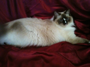 Adding a Ragdoll Cat to Our Family: A Heartfelt Journey