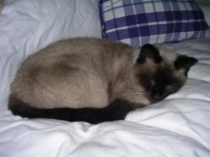 Manny – Spotlight on a Charming Ragdoll Cat