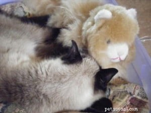Manny – Spotlight on a Charming Ragdoll Cat