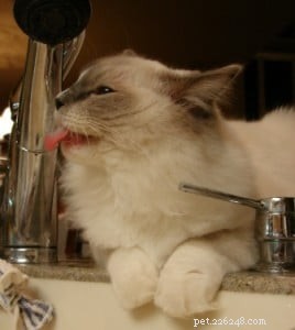 Meet Prince William: The New Blue Mitted Ragdoll from Angelic Ragdolls