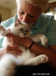 Meet Prince William: The New Blue Mitted Ragdoll from Angelic Ragdolls