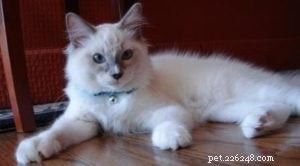 Meet Prince William: The New Blue Mitted Ragdoll from Angelic Ragdolls