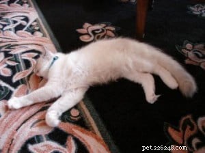 Meet Prince William: The New Blue Mitted Ragdoll from Angelic Ragdolls