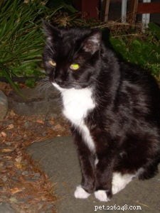 Expert Insights: Interview with Seattle Pet Communicator Debbie Vaughn