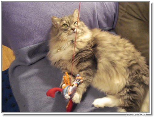 Expert Insights: Interview with Seattle Pet Communicator Debbie Vaughn
