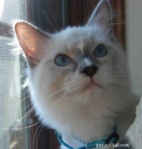 Meet Prince William: The New Blue Mitted Ragdoll from Angelic Ragdolls