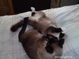 Frankie & Johnny: Heartwarming Ragdoll‑Siamese Rescue Story