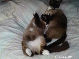 Frankie & Johnny: Heartwarming Ragdoll‑Siamese Rescue Story