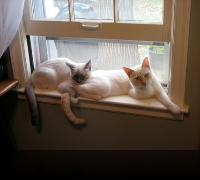 Artemis, Adam & Binkley: A Heartwarming Ragdoll Trio Seeking Forever Homes