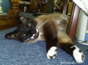 Frankie & Johnny: Heartwarming Ragdoll‑Siamese Rescue Story