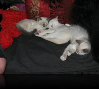 Artemis, Adam & Binkley: A Heartwarming Ragdoll Trio Seeking Forever Homes