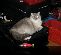 Artemis, Adam & Binkley: A Heartwarming Ragdoll Trio Seeking Forever Homes
