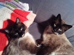 Frankie & Johnny: Heartwarming Ragdoll‑Siamese Rescue Story