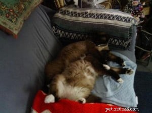 Frankie & Johnny: Heartwarming Ragdoll‑Siamese Rescue Story