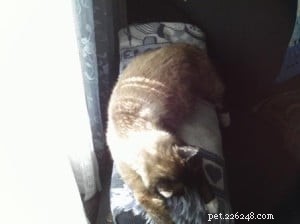 Frankie & Johnny: Heartwarming Ragdoll‑Siamese Rescue Story