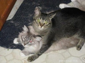 Artemis, Adam & Binkley: A Heartwarming Ragdoll Trio Seeking Forever Homes