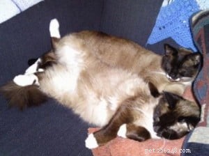 Frankie & Johnny: Heartwarming Ragdoll‑Siamese Rescue Story