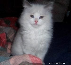 Meet Valentino: The Adorable Ragdoll of the Week