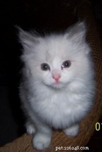 Meet Valentino: The Adorable Ragdoll of the Week