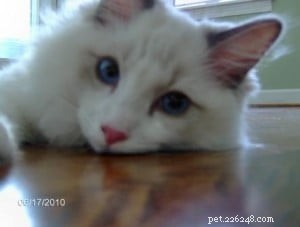 Meet Valentino: The Adorable Ragdoll of the Week
