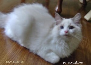 Meet Valentino: The Adorable Ragdoll of the Week