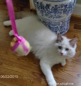 Meet Valentino: The Adorable Ragdoll of the Week
