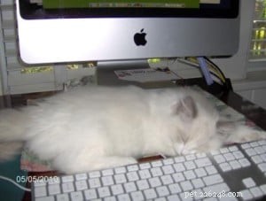 Meet Valentino: The Adorable Ragdoll of the Week