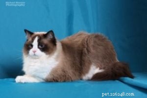 Meet Takoda: The Ragdoll Cat Spotlight