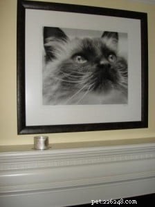Honoring Rags: A Tribute to a Beloved Ragdoll Cat