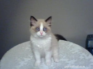 Meet Takoda: The Ragdoll Cat Spotlight