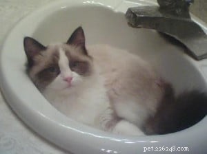 Meet Takoda: The Ragdoll Cat Spotlight