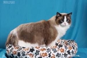 Meet Takoda: The Ragdoll Cat Spotlight