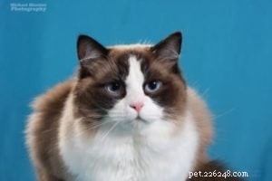 Meet Takoda: The Ragdoll Cat Spotlight