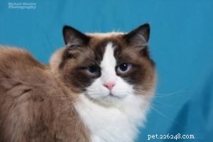 Meet Takoda: The Ragdoll Cat Spotlight