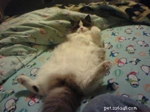 Meet Takoda: The Ragdoll Cat Spotlight
