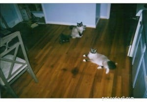 Choosing the Right Ragdoll: Rose & Dallas  Search for the Perfect Long‑Haired Companion
